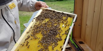 Curs de apicultor