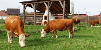 Rinderzucht und Kurs zur Auswahl der Zuchttiere