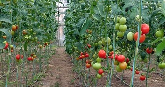 Zöldségtermesztés